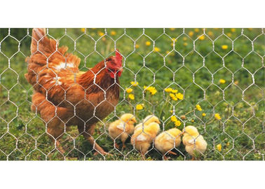 중국 18 계기 가금류와 닭 양육을 위한 6각형 철망사 25m 길이 협력 업체